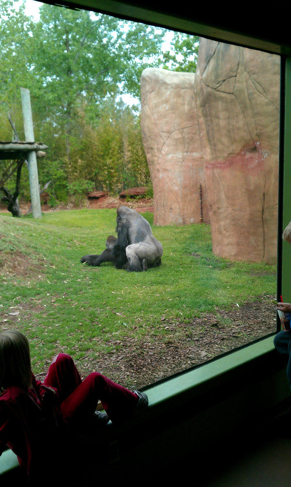 Gorillas mating