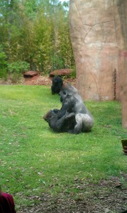 gorillas mating