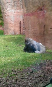 Gorillas mating